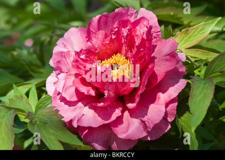 Fleur rouge vibrante de pivoine d'arbre, Paeonia Leda, fleurissant dans un jardin avec des feuilles vertes luxuriantes en arrière-plan. Banque D'Images