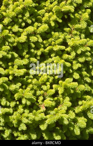 Picea abies var petit bijou, Pinaceae, Nain, l'épinette de Norvège swierk pospolity odmiana karlowa Banque D'Images