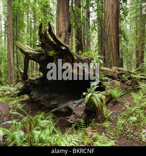 Redwood tree côtières tombé, Humboldt Redwoods State Park, Californie Banque D'Images