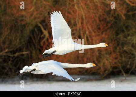 Deux cygnes chanteurs en vol au Wildfowl and Wetland Trust réserver au sud-ouest de Caerlaverock Ecosse, Royaume-Uni. Banque D'Images