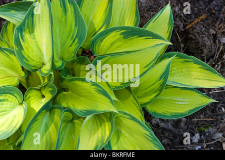 Feuilles panachées jaunes et vertes vibrantes de Hosta June, un lys plantain Hostaceae, poussant dans un amas luxuriant de jardin. Banque D'Images