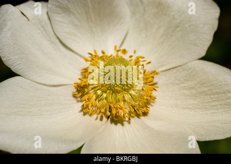 Anemone sylvestris, fleurs blanc jaune commun, l'anémone des bois, des bois, de fleurs sauvages dérive , Ranunculaceae, printemps Banque D'Images