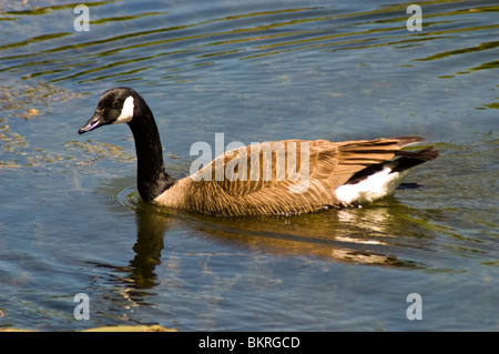 La Bernache du Canada, Branta canadensis dans de l'eau étang Banque D'Images