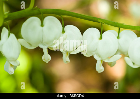 Fleurs blanches de Dicentra spectabilis Alba, Lamprocapnos spectabilis Alba, Fumariaceae, coeur saignant à l'ancienne suspendu à une tige verte. Banque D'Images