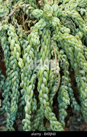 La queue de Burro, âne, queue, Sedum morganianum, Crassulaceae, Mexique, Honduras, plante succulente Banque D'Images