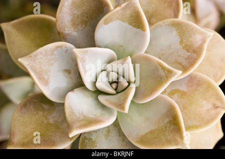 Ghost plante, plante succulente, Graptopetalum paraguayense, Sedum, weinbergii, Crassulaceae, Mexique, Amérique du Nord, l'art culinaire Banque D'Images