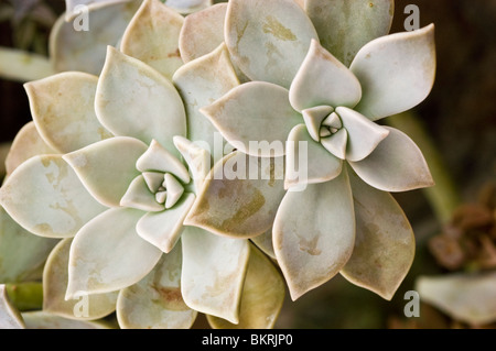 Ghost plante, plante succulente, Graptopetalum paraguayense, Sedum, weinbergii, Crassulaceae, Mexique, Amérique du Nord, l'art culinaire, le medi Banque D'Images