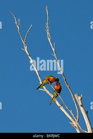 Rainbow loriquets verts (Trichoglossus haematodus) Evans Head, NSW, Australie Banque D'Images