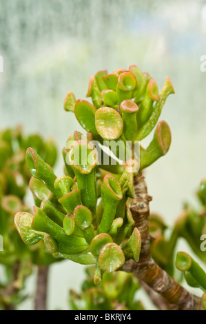 Arbre de Jade, jade plant, arbre de l'amitié, la chance, l'argent de l'usine, usine de Crassula ovata Crassula argentea, var Gollum, Crassulaceae Banque D'Images