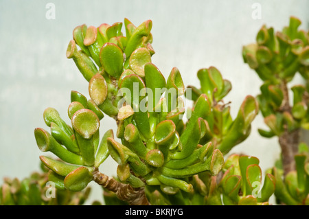 Arbre de Jade, jade plant, arbre de l'amitié, la chance, l'argent de l'usine, usine de Crassula ovata Crassula argentea, var Gollum, Crassulaceae Banque D'Images