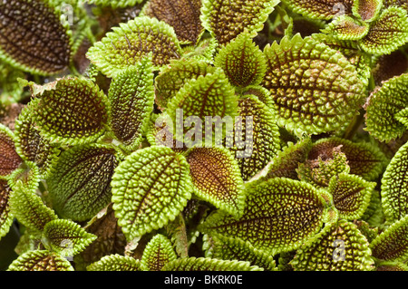 Gros plan des feuilles de Pilea (Pilea involucrata) de la vallée de la Lune, montrant des feuillages texturés vert et bronze de la famille des Urticaceae. Banque D'Images
