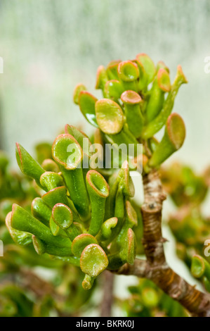 Arbre de Jade, jade plant, arbre de l'amitié, la chance, l'argent de l'usine, usine de Crassula ovata Crassula argentea, var Gollum, Crassulaceae Banque D'Images