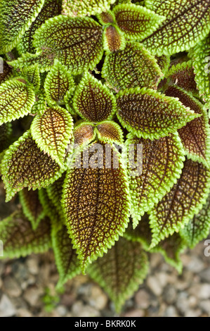 Moon Valley Pilea, Pilea involucrata, Urticacées Banque D'Images