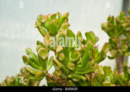 Arbre de Jade, jade plant, arbre de l'amitié, la chance, l'argent de l'usine, usine de Crassula ovata Crassula argentea, var Gollum, Crassulaceae Banque D'Images