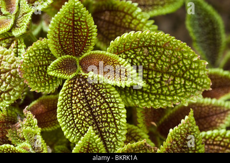 Moon Valley Pilea, Pilea involucrata, Urticacées Banque D'Images