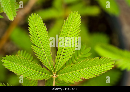 Gros plan de Mimosa pudica, la plante sensible ou herbe endormie, montrant ses feuilles vertes bipinnées et sa nature sensible au toucher dans le jardin. Banque D'Images