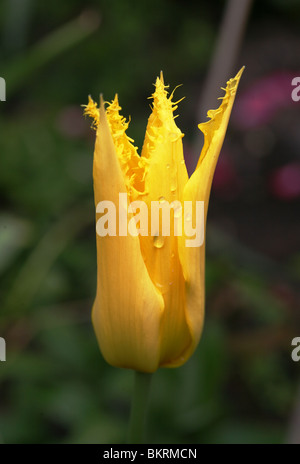 Tulip "West Point', une tulipe jaune avec bords à plumes pour les pétales. Banque D'Images