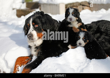 Berner Sennenhunde / Bouvier Bernois Banque D'Images