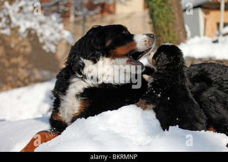 Berner Sennenhunde / Bouvier Bernois Banque D'Images