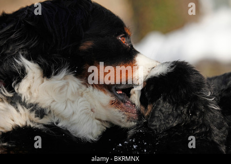 Berner Sennenhunde / Bouvier Bernois Banque D'Images