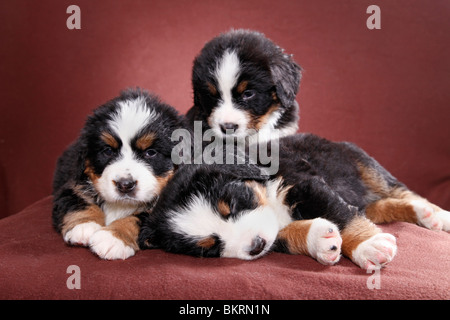 Berner Sennenhund / Welpen Chiots Bouvier Bernois Banque D'Images