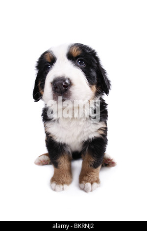 Berner Sennenhund / Welpe chiot Banque D'Images