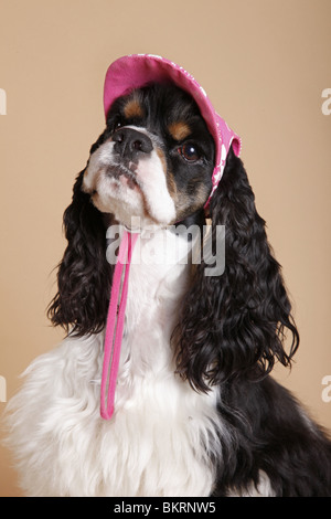 Cocker Américain Portrait Banque D'Images