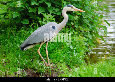 Héron cendré (Ardea cinerea) à côté du canal de Lancaster, Lancashire, Angleterre Bilsborrow Banque D'Images