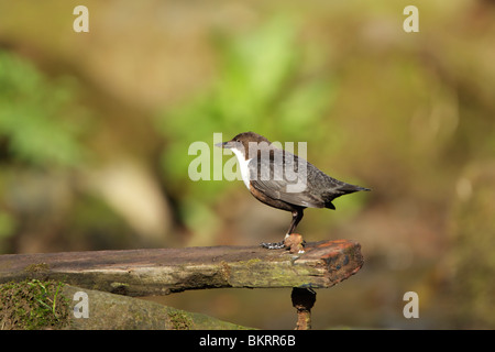 Balancier, white-throated (Cinclus cinclus) Comité permanent sur planche de bois Banque D'Images