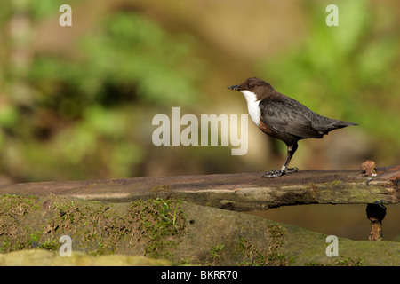 Balancier, white-throated (Cinclus cinclus) Comité permanent sur planche de bois Banque D'Images