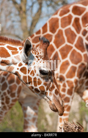 Girafes Banque D'Images