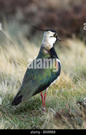 Sociable Vanellus vanellus (du nord,) debout sur la lande de graminées Banque D'Images