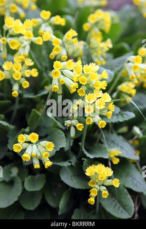 Primula Veris, coucou bleu Banque D'Images