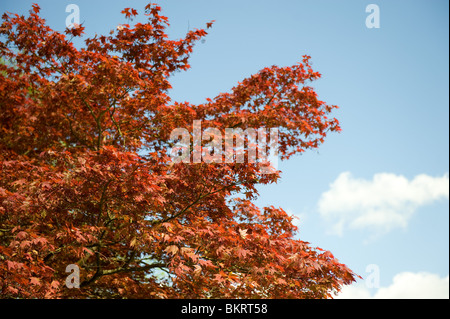 Feuilles rouge Acer vu contre un ciel bleu dans les jardins de Cliveden House, España Banque D'Images