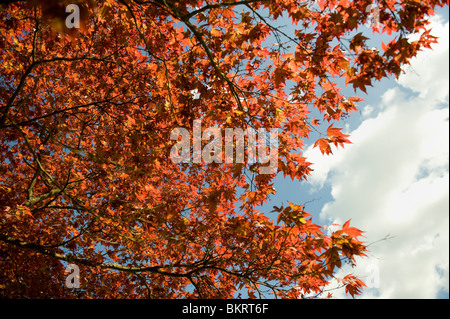 Feuilles rouge Acer vu contre un ciel bleu dans les jardins de Cliveden House, España Banque D'Images