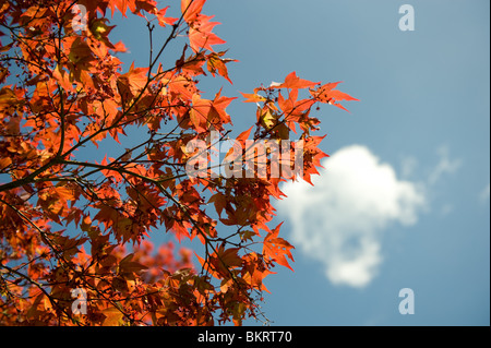 Feuilles rouge Acer vu contre un ciel bleu dans les jardins de Cliveden House, España Banque D'Images