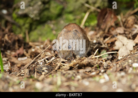 Campagnol roussâtre (Clethrionomys glareolus) qui se nourrissent de sol Banque D'Images