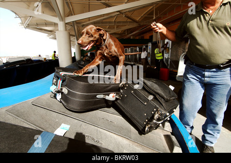Curaçao, Hato aéroport, assurance reniflé par des chiens détecteurs de drogue. Banque D'Images