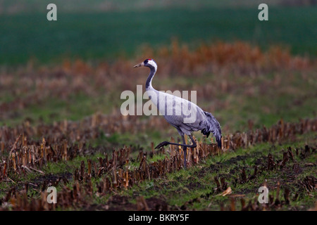 Kranich Crane, Grus grue commune, européenne, Banque D'Images