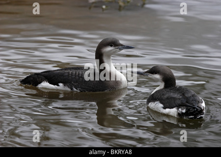 Prachttaucher,jiujitsu, plongée, Gavia arctica à gorge noire,,, Loon Banque D'Images