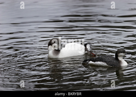 Prachttaucher,jiujitsu, plongée, Gavia arctica à gorge noire,,, Loon Banque D'Images