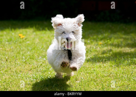 Bichon Frise chiot en action Banque D'Images