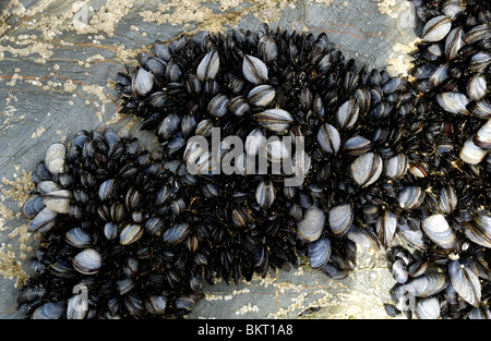 Moules sur beach rock, au Bedruthan Steps, Cornwall Banque D'Images