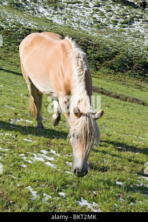 Cheval haflinger gratuitement dans un pâturage de haute montagne dans les Dolomites italiennes, Sudtirol Banque D'Images