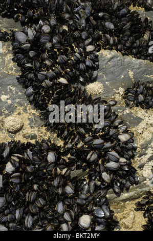 Moules sur beach rock, au Bedruthan Steps, Cornwall Banque D'Images