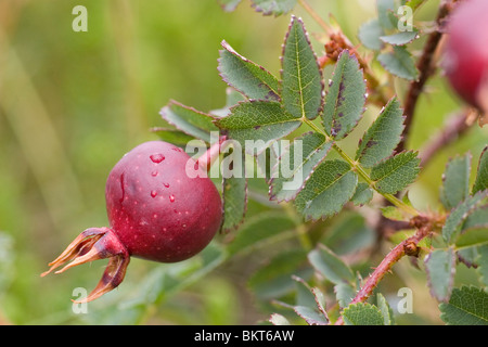 Behoort tot de rozenfamilie (Rosaceae). Het is een van de rozen die als eersten en cultuur genomen werden. De rozenbottels doncurbruinachtig meer een paarse d vlezige bloembodems schaunisland rencontré daarin de nootjes achtige vruchten. Ze zijn aan zeer rijk vitam Banque D'Images