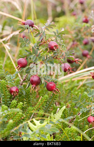 Behoort tot de rozenfamilie (Rosaceae). Het is een van de rozen die als eersten en cultuur genomen werden. De rozenbottels doncurbruinachtig meer een paarse d vlezige bloembodems schaunisland rencontré daarin de nootjes achtige vruchten. Ze zijn aan zeer rijk vitam Banque D'Images