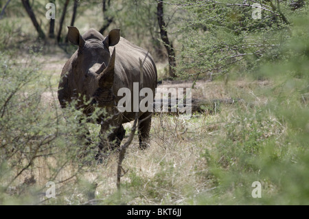 Rhinocéros blanc à Erindi game reserve, la Namibie, l'Afrique. Banque D'Images