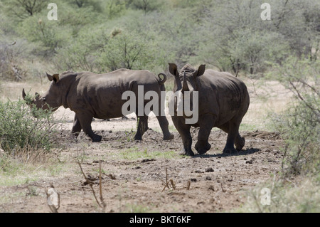 Rhinocéros blanc à Erindi game reserve, la Namibie, l'Afrique. Banque D'Images