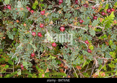 Behoort tot de rozenfamilie (Rosaceae). Het is een van de rozen die als eersten en cultuur genomen werden. De rozenbottels doncurbruinachtig meer een paarse d vlezige bloembodems schaunisland rencontré daarin de nootjes achtige vruchten. Ze zijn aan zeer rijk vitam Banque D'Images